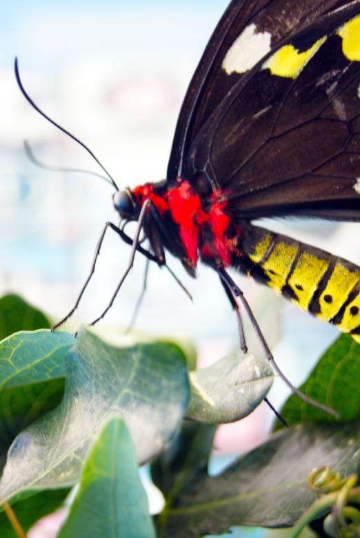 Free stock image of Butterfly Closeup created by Brian Norcross