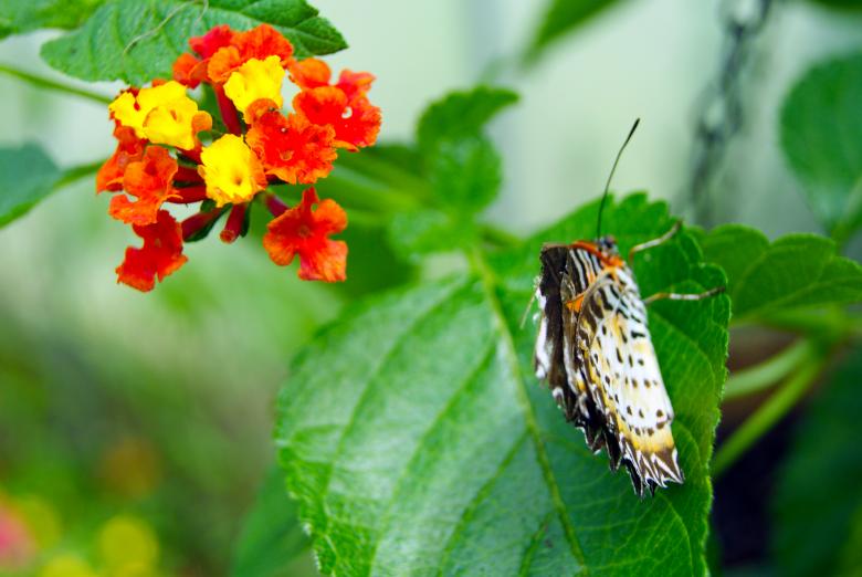 Free stock image of Butterfly Closeup created by Brian Norcross