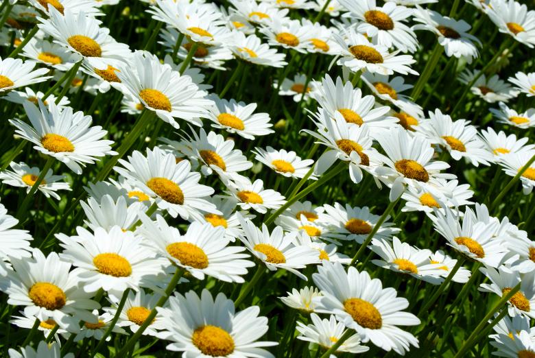 Free stock image of Daisies Closeup created by Brian Norcross