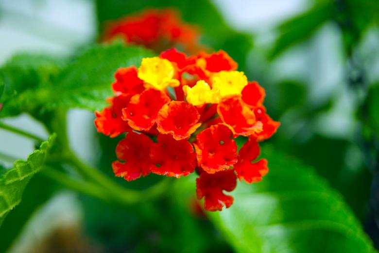 Free stock image of Tiny Red Flowers created by Brian Norcross