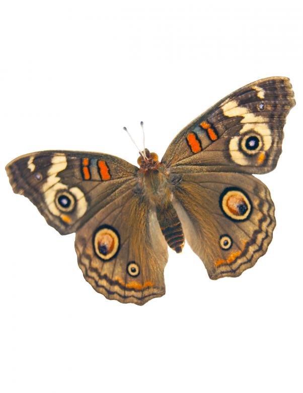 Free stock image of Exotic Moth created by Brian Norcross