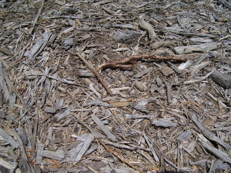 Free stock image of Mulch over dried created by Katrena Patterson