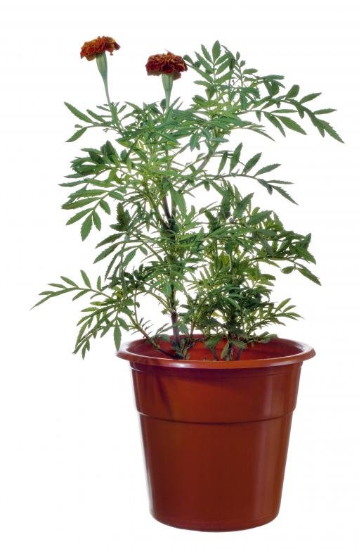 Free stock image of plant created by 2happy