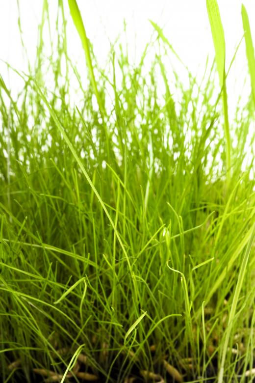 Free stock image of Grass  created by 2happy