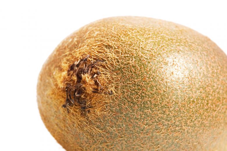 Free stock image of Kiwi  created by 2happy