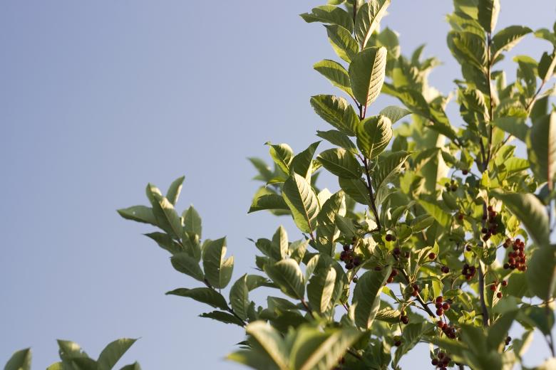 Free stock image of leaves created by 2happy