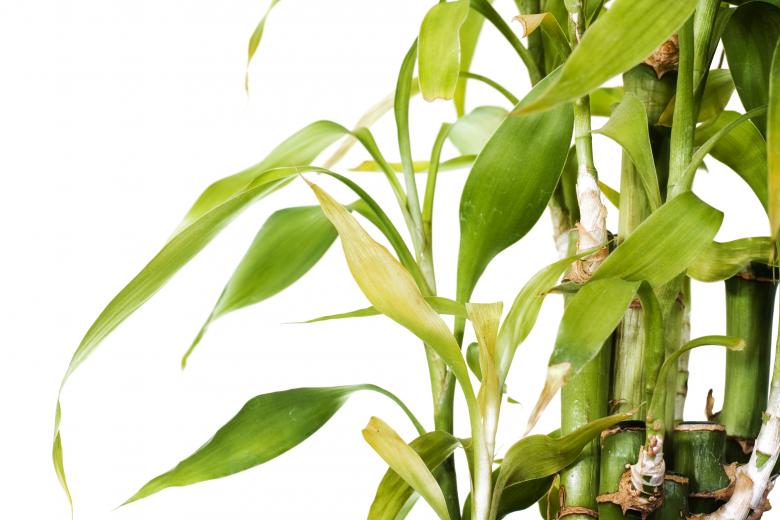 Free stock image of Plant created by 2happy