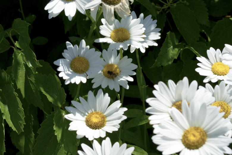 Free stock image of Daisies created by Brian Norcross