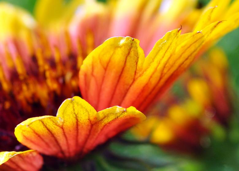 Free stock image of Macro Arizona Sun created by William Martin