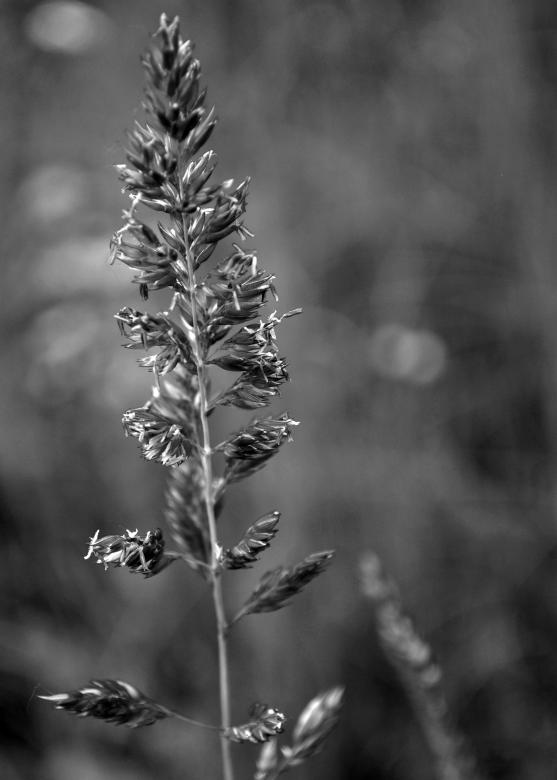 Free stock image of Wild Grass created by William Martin