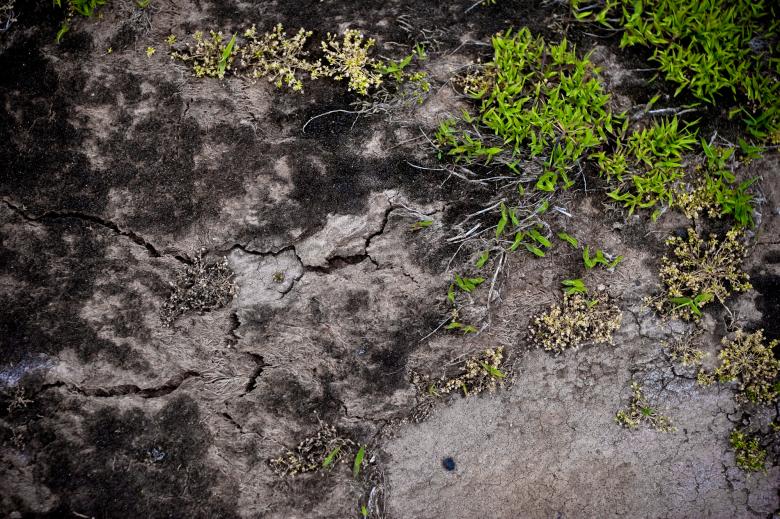 Free stock image of Cracked Soil Texture created by Bjorgvin