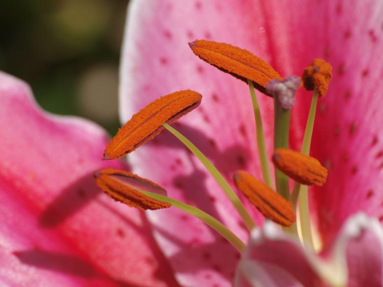 Free stock image of Stargazer Lily created by Christopher Ashworth