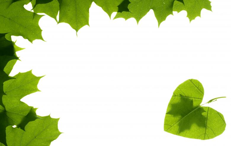 Free stock image of leaves  created by 2happy