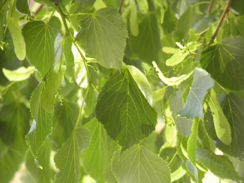 Free stock image of Leaves created by Jessica Vega
