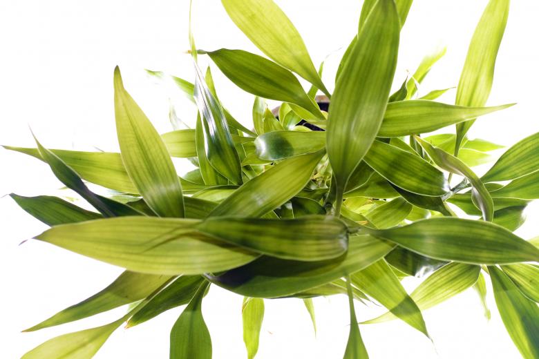 Free stock image of Pot Plant Leaves created by 2happy