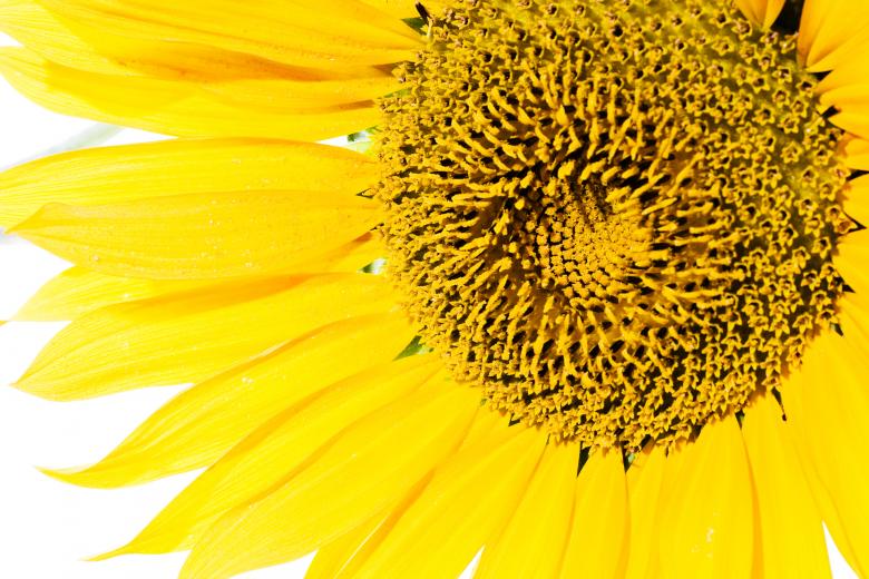 Free stock image of Sunflower  created by 2happy