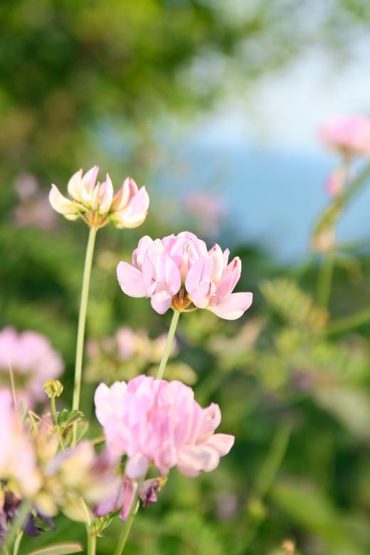 Free stock image of spring flowers created by 2happy