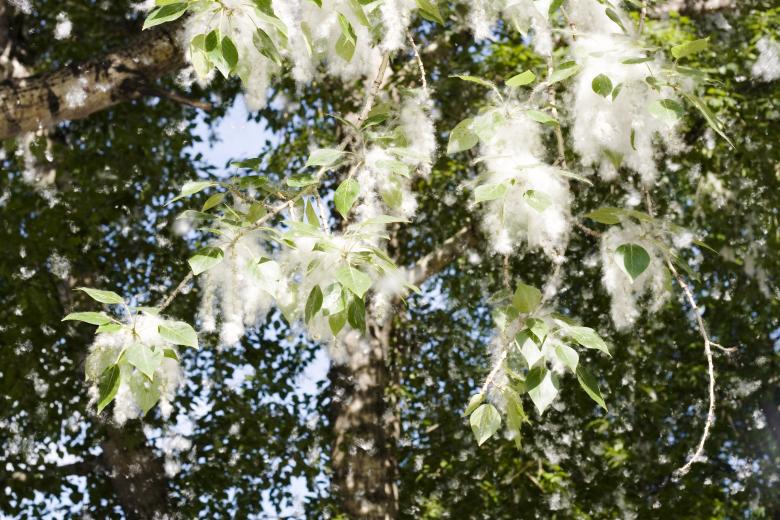 Free stock image of poplar fluff  created by 2happy