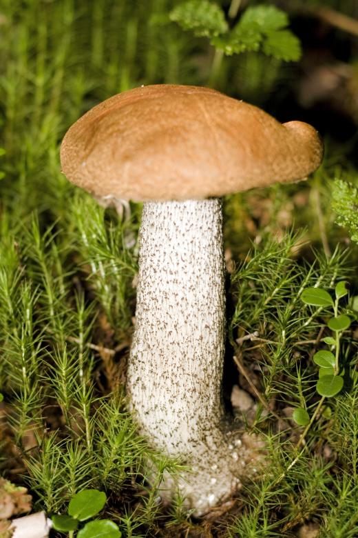 Free stock image of mushroom created by 2happy
