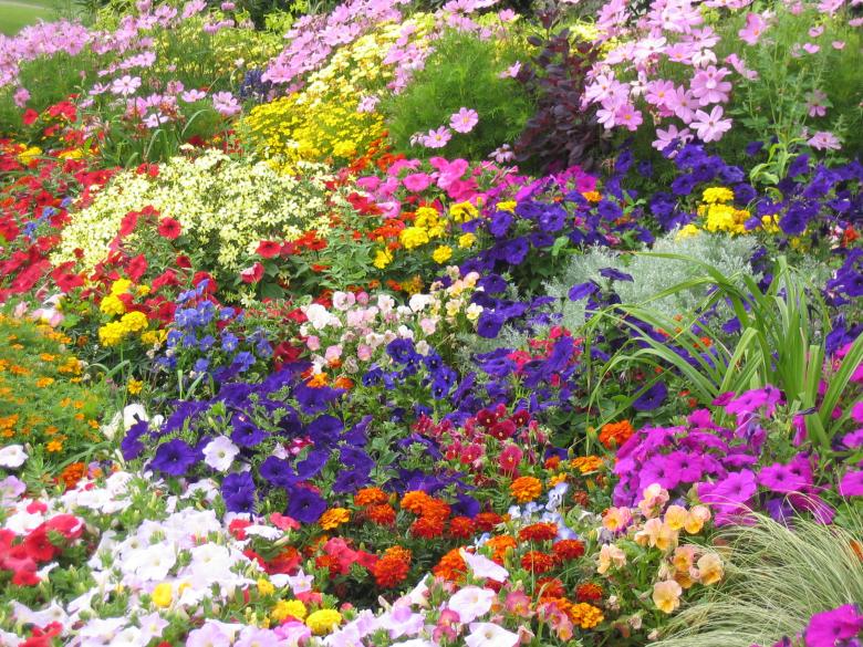 Free stock image of Library Flowers created by Tony Walker
