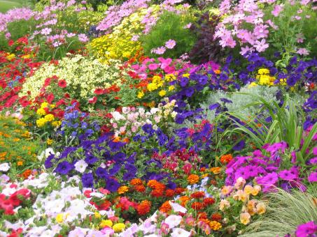 Library Flowers - Free Stock Photo