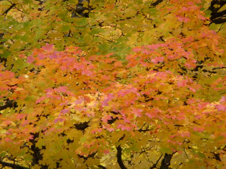 Free stock image of Fall Colours created by Tony Walker