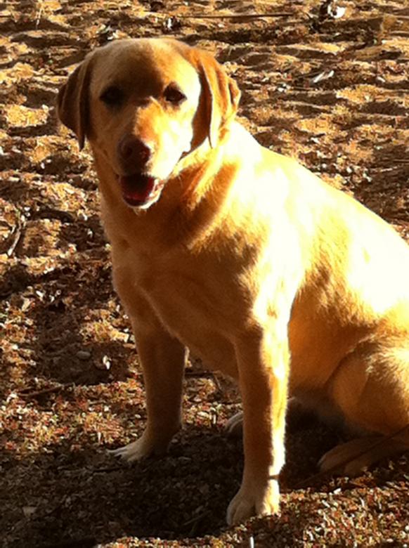 Free stock image of Dog created by Tony Walker