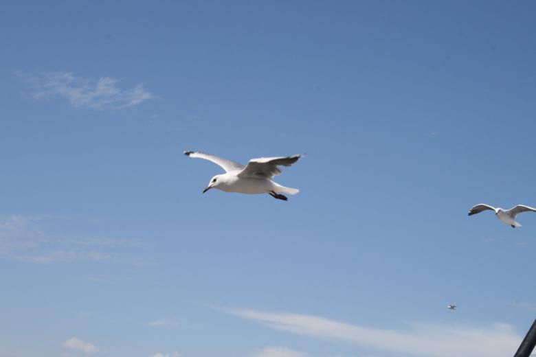 Free stock image of Seagulls created by Tony McGregor