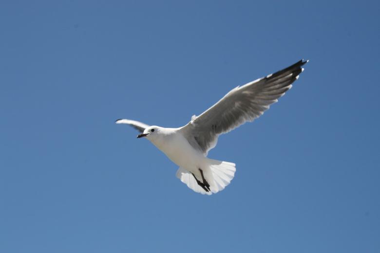 Free stock image of Seagull created by Tony McGregor