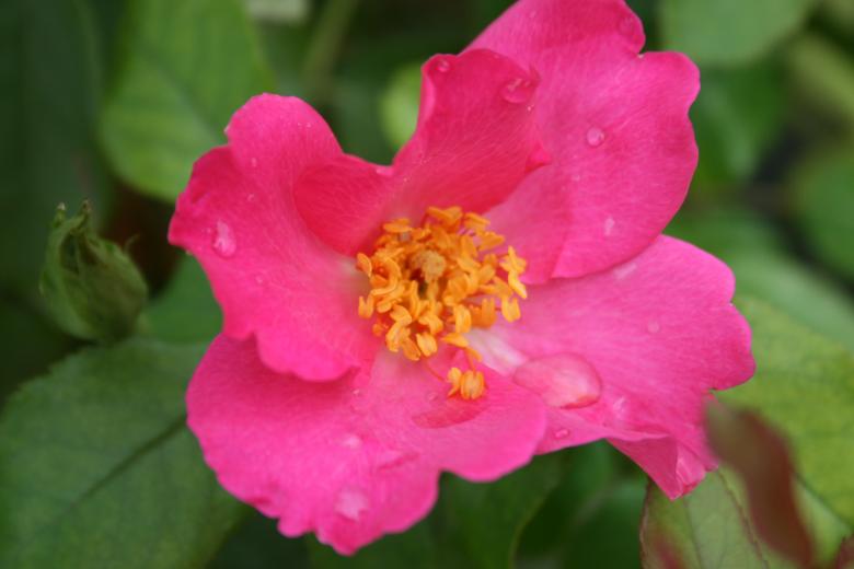 Free stock image of Pink single rose created by Tony McGregor