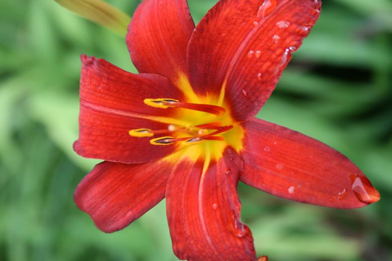 Free stock image of Day lily created by Tony McGregor