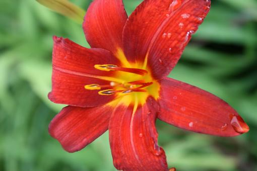 Day lily - Free Stock Photo
