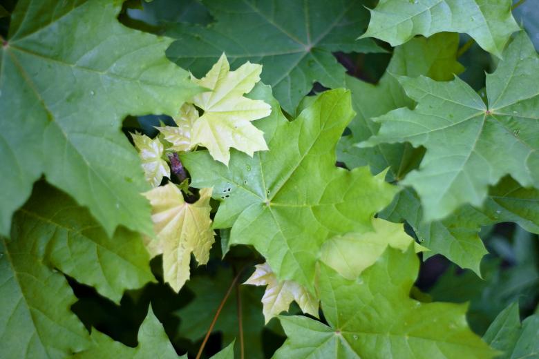 Free stock image of leaves created by 2happy