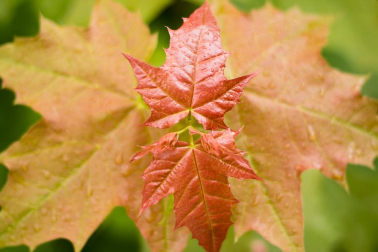 Free stock image of leaves created by 2happy