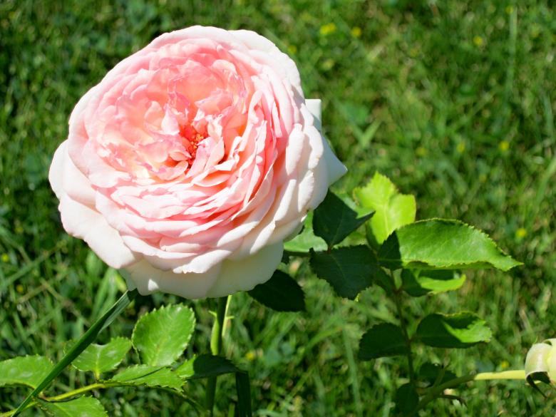 Free stock image of Red rose created by mrceviz