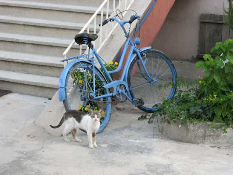 Free stock image of Cat and bicycle created by mrceviz