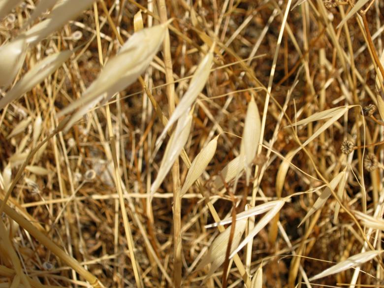 Free stock image of Hay created by mrceviz