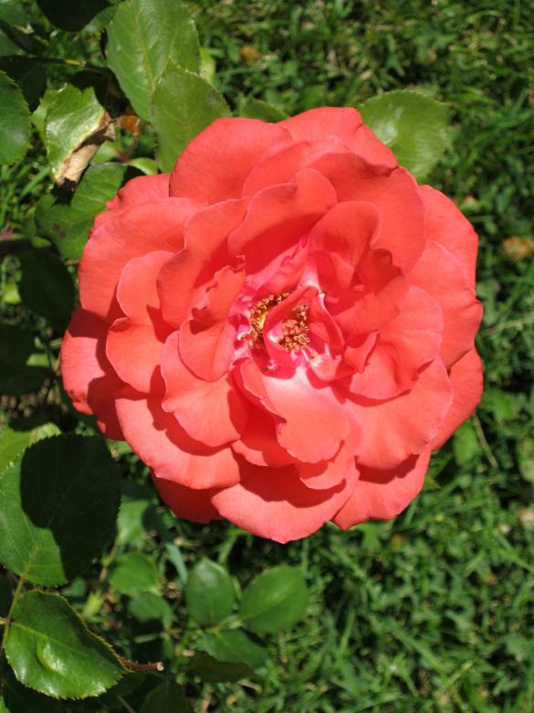 Free stock image of Red Rose 2 created by mrceviz