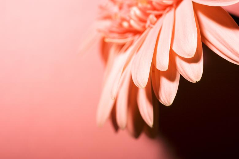 Free stock image of Pink Flower Background created by 2happy