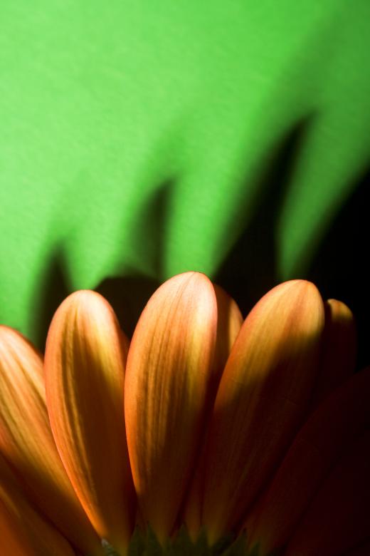 Free stock image of Flower Pedals created by 2happy