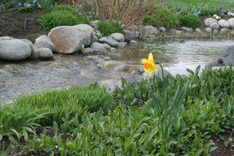 Free stock image of Daffodil near stream created by Chris Adzima