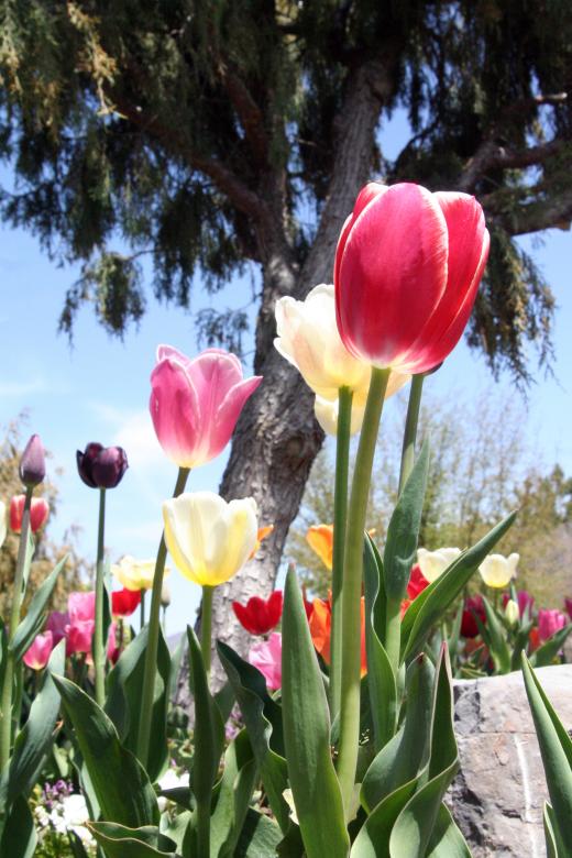 Free stock image of Tulips created by Chris Adzima