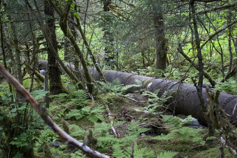 Free stock image of Pipeline through forest created by Chris Adzima