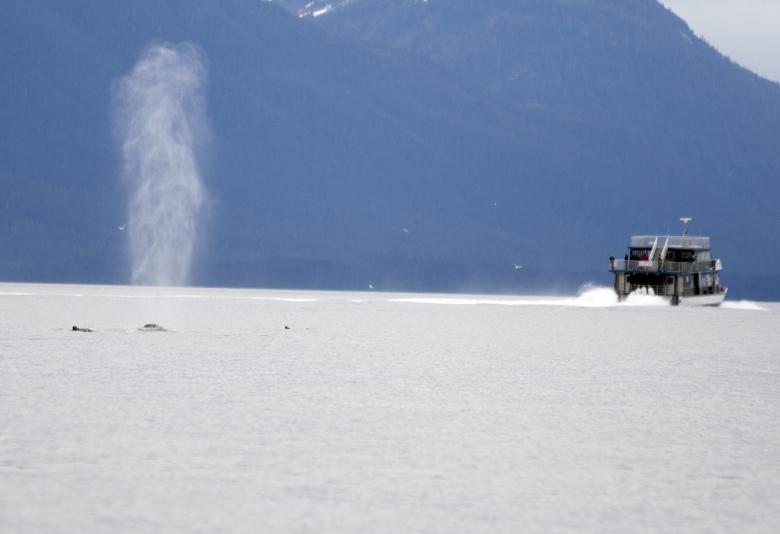 Free stock image of Humpback Spout created by Chris Adzima