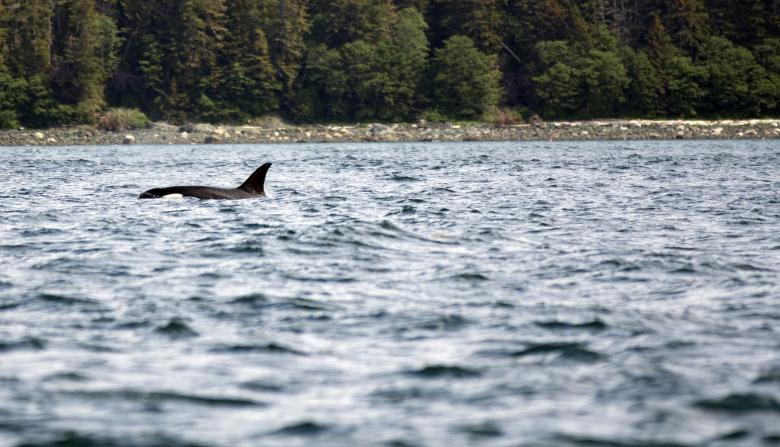 Free stock image of Orca created by Chris Adzima