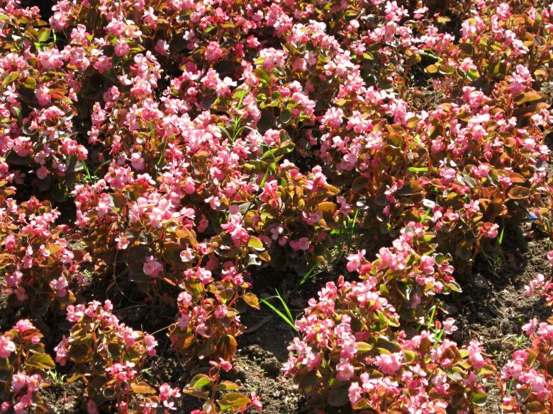 Free stock image of Little Pink Flowers created by mrceviz