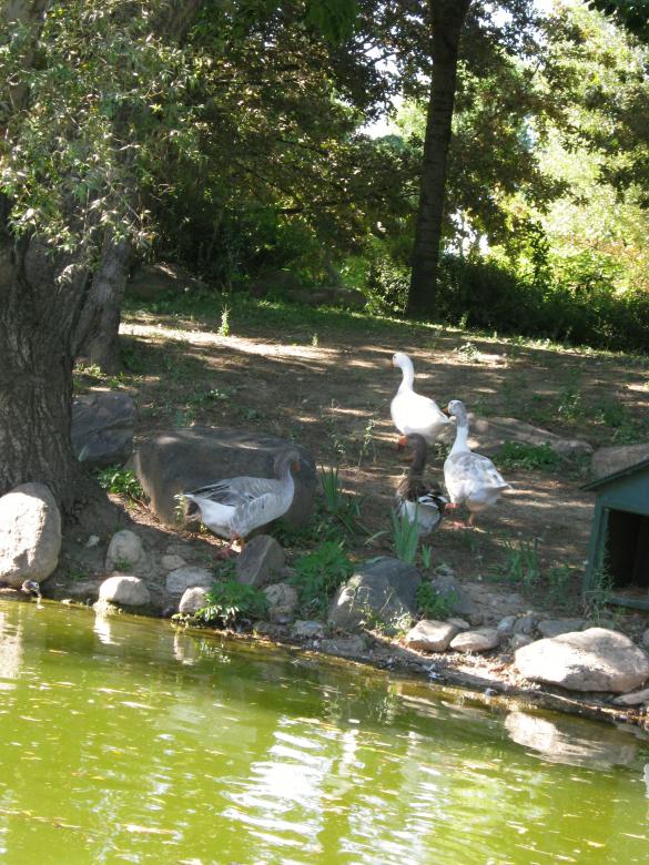 Free stock image of Geese created by mrceviz