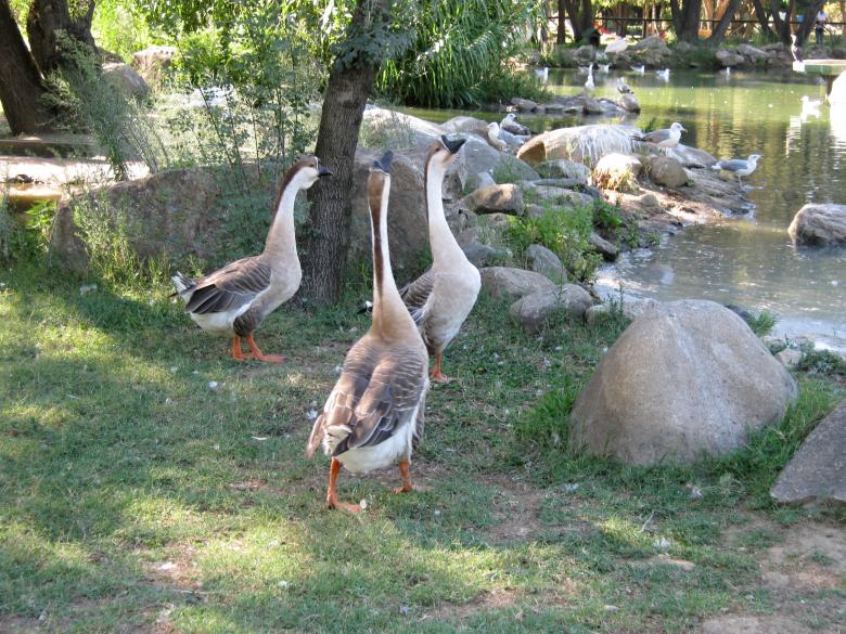 Free stock image of Long Neck Geese created by mrceviz