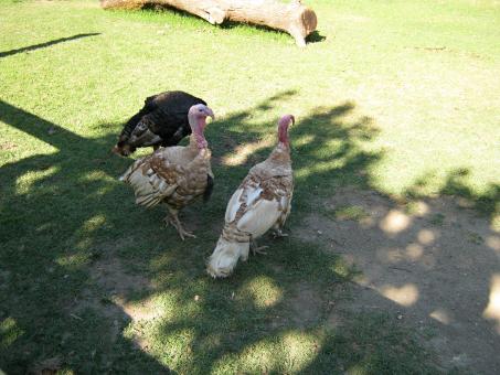 Turkeys