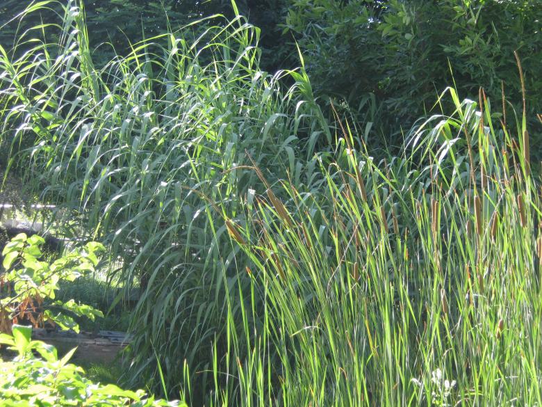 Free stock image of Reeds created by mrceviz